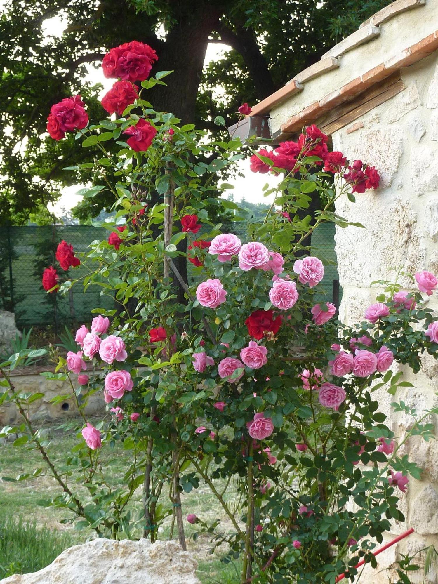 Agriturismo La Segolina Colle Val D'Elsa Exterior photo